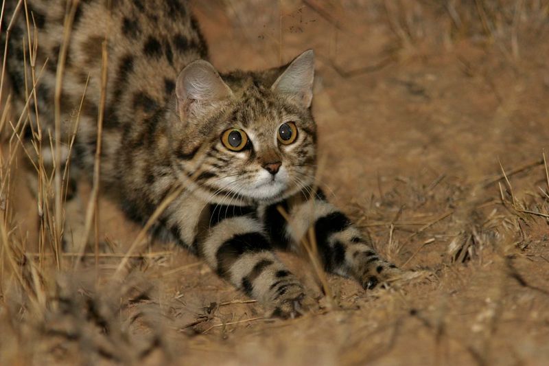Black-Footed Cat (Felis nigripes)