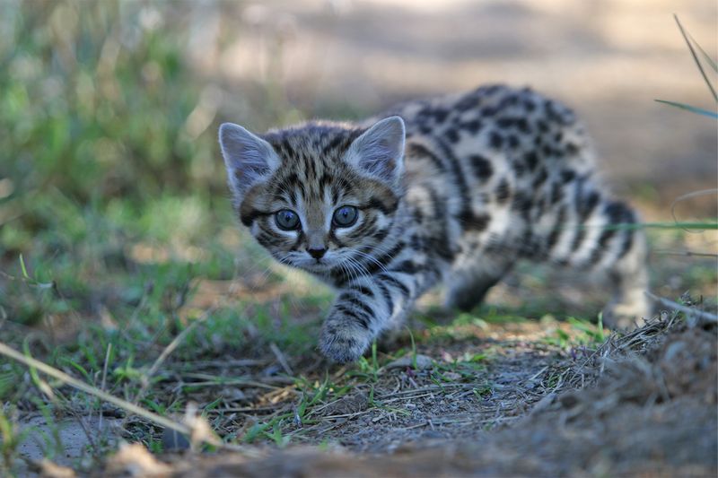 Black-Footed Cat