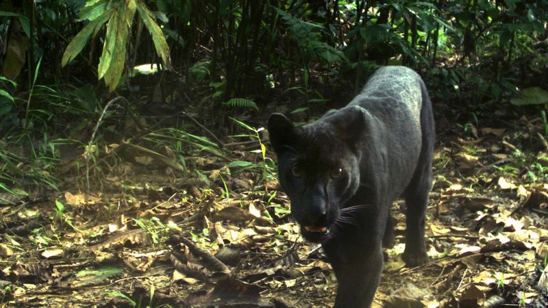 Black Panther’s Melanism