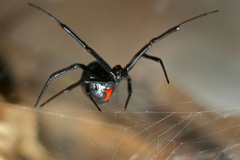 Black Widow (Latrodectus spp.)