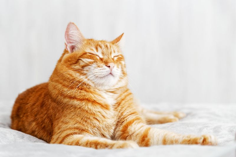 Blinking Slowly at Your Cat