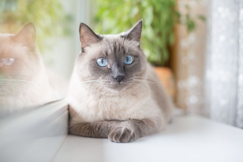 Blue Point Siamese