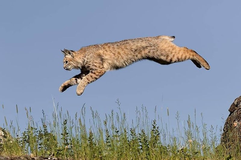 Bobcat