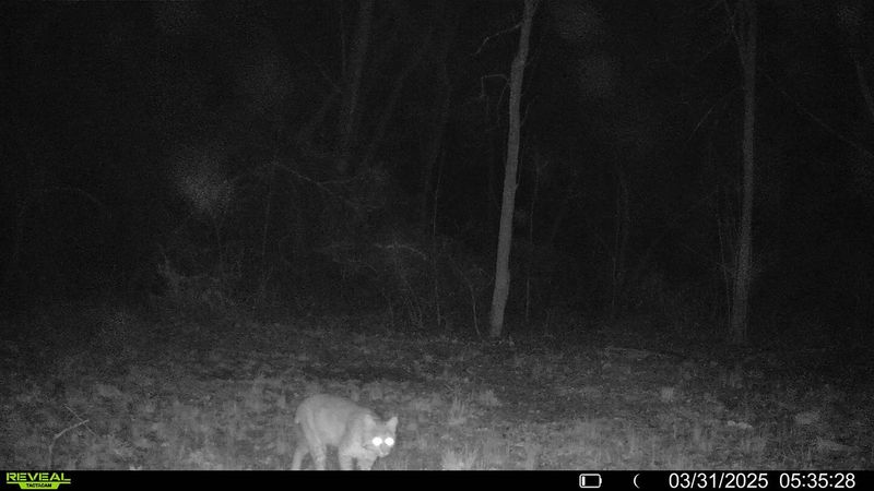 Bobcat Comeback in New Jersey