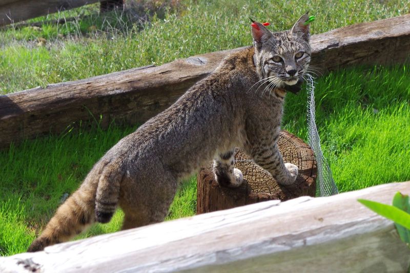 Bobcat (Lynx rufus)