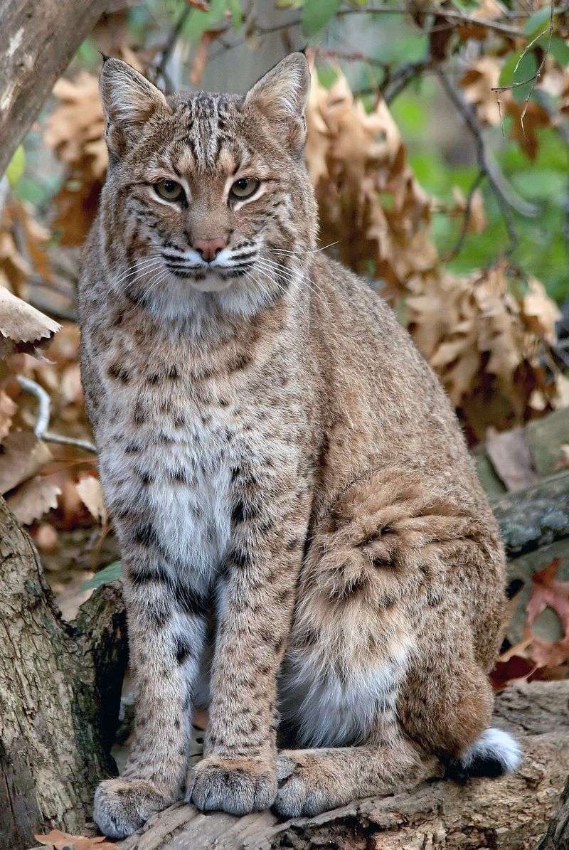Bobcat (Lynx rufus) - Forest