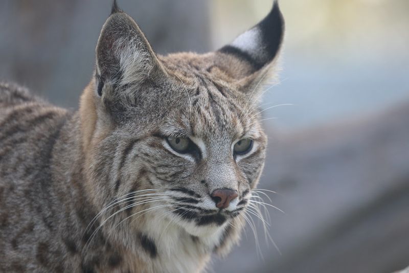 Bobcat (Lynx rufus)