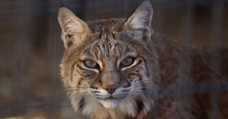 Bobcat Spotted in Washington, D.C.