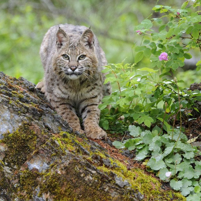 Bobcats Rule the Northeast