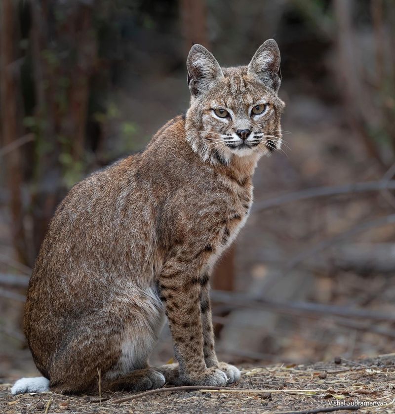 Bobcats: The Backyard Hunters