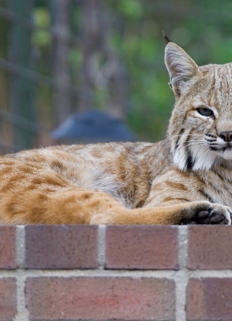 Bobcats in Los Angeles