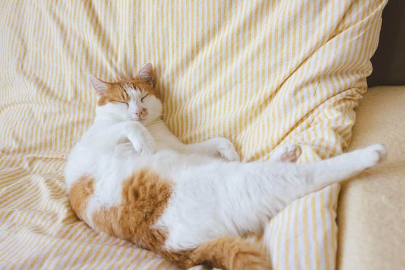 Body Language Reveals Deep Contentment