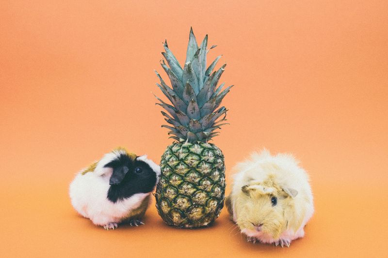Bold Guinea Pig