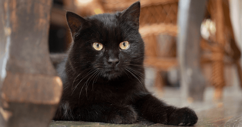 Bombay Cat