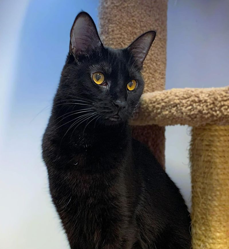 Bombay Cats: The Charismatic Shadow Followers