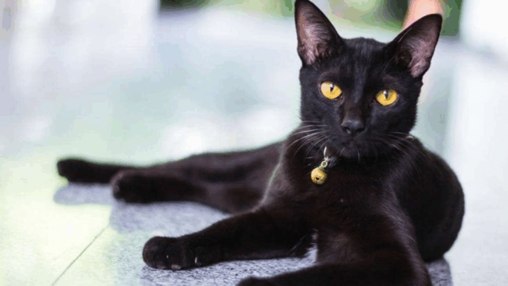Bombay Cats: The Miniature Panthers That Will Steal Your Heart With Every Purr