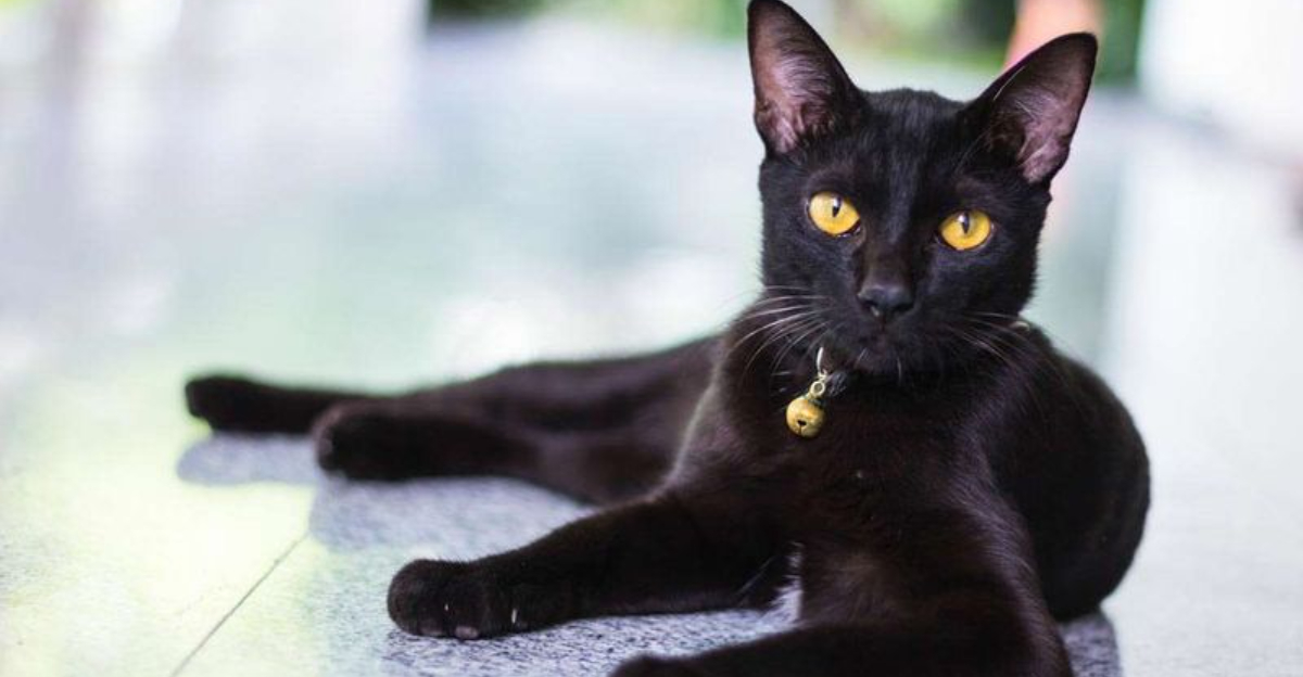 Bombay Cats The Miniature Panthers That Will Steal Your Heart With Every Purr