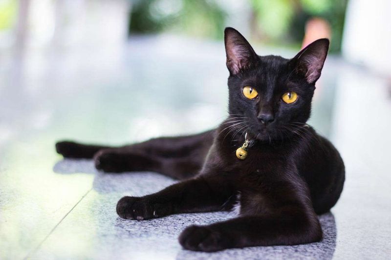 Bombay: Mini Panthers with Maximum Love