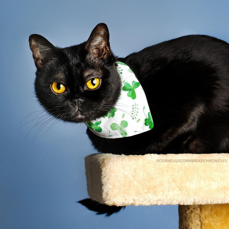 Bombay: The Shadow Cat Who Adores You