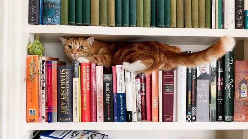 Bookshelves