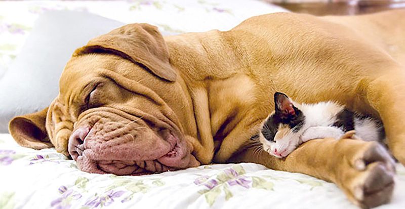 Both Dream During Sleep