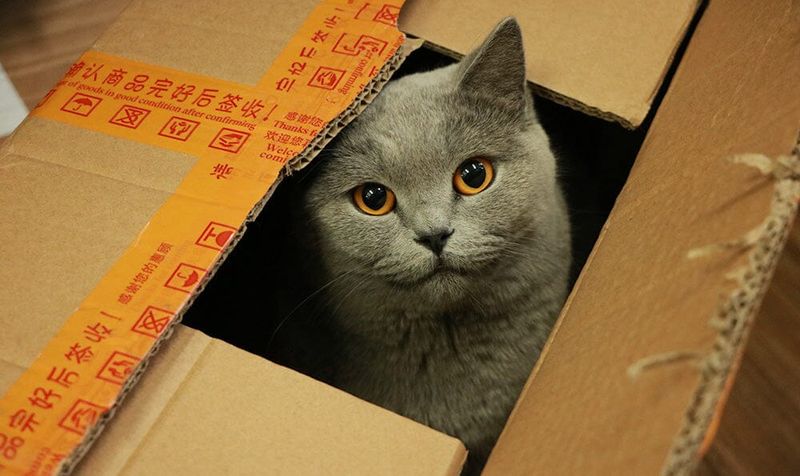 Box Investigation Committee