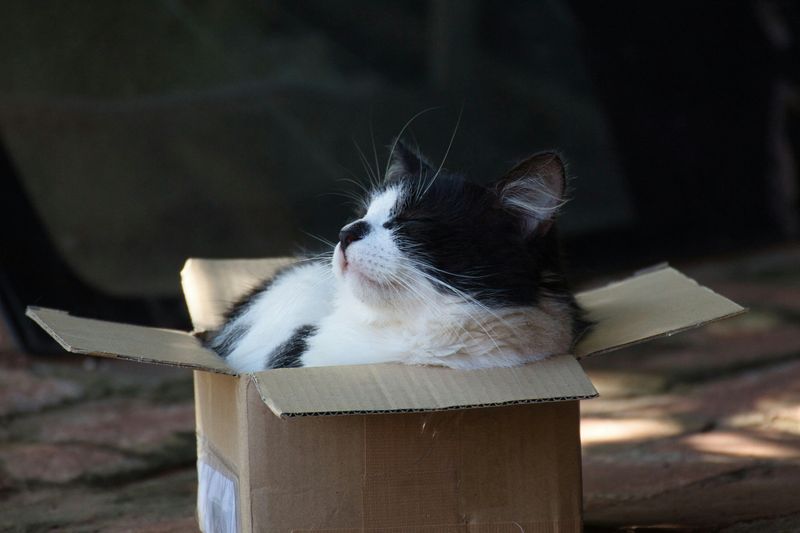 Box Obsession