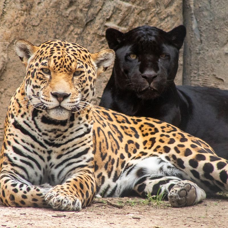 Brazil's Rainforest Predators