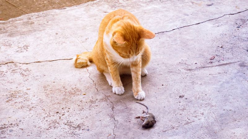 Bringing You Dead Animals