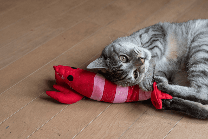 Bringing You Their Toys