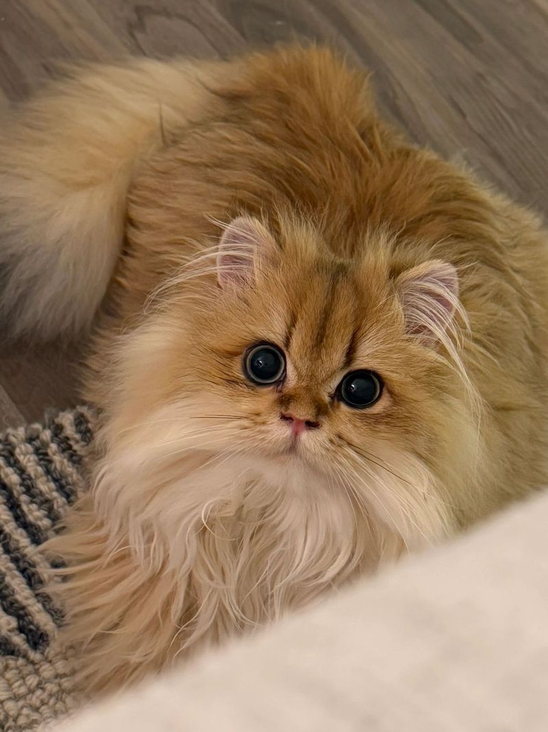 British Longhair: The Teddy Bear Cat With a Majestic Tail