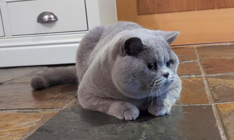 British Shorthair