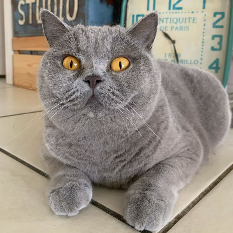 British Shorthair