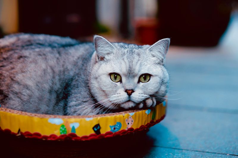 British Shorthair