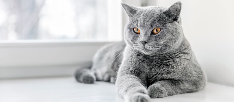 British Shorthair