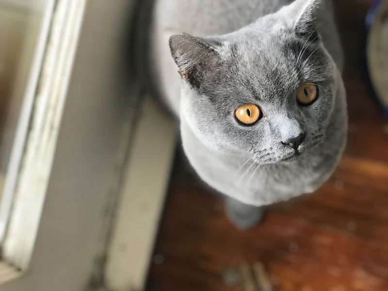 British Shorthair