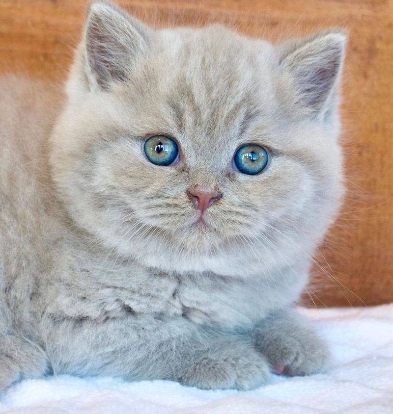 British Shorthair