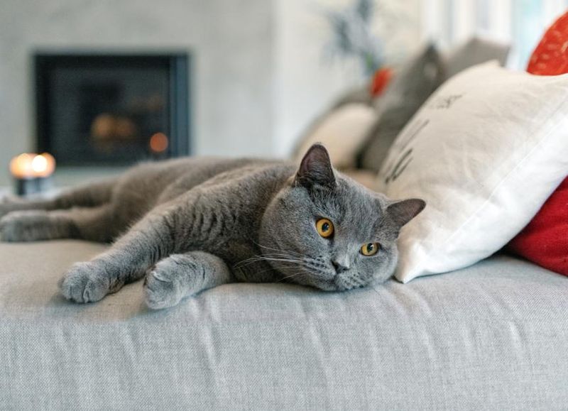 British Shorthair