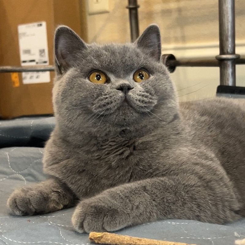 British Shorthair: Prone to Pudginess