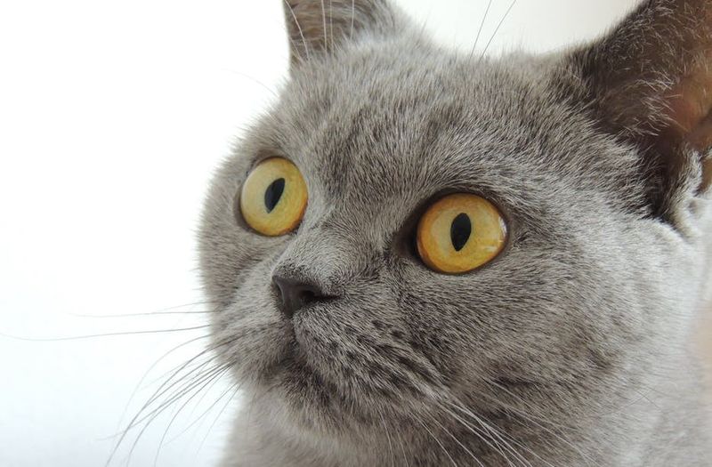 British Shorthair: The Dignified Distance Keeper