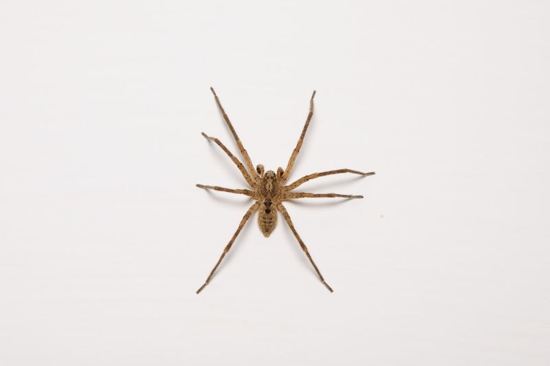 Brown Recluse (Loxosceles reclusa)
