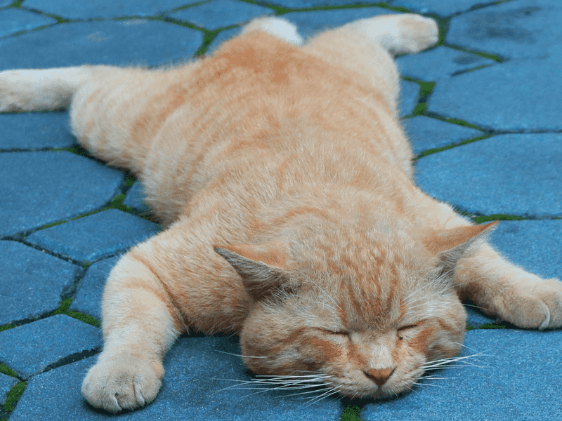 Budget-Friendly Pet Care