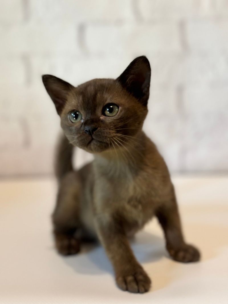 Burmese