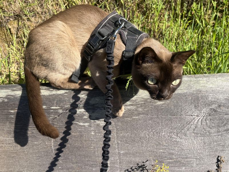 Burmese