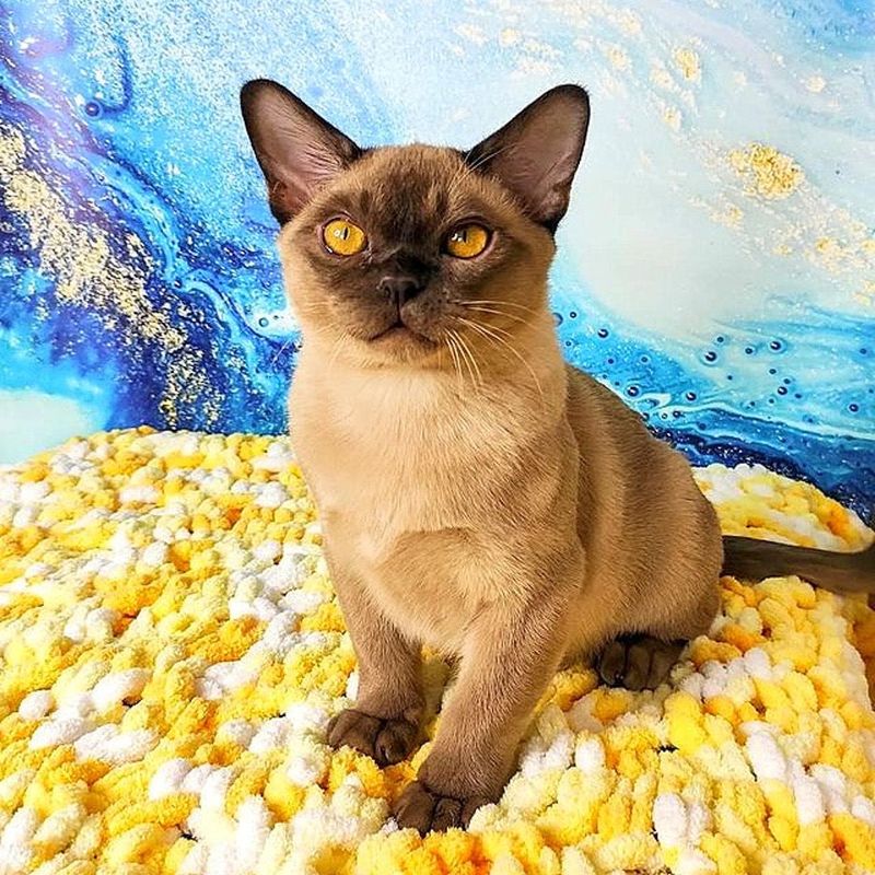 Burmese