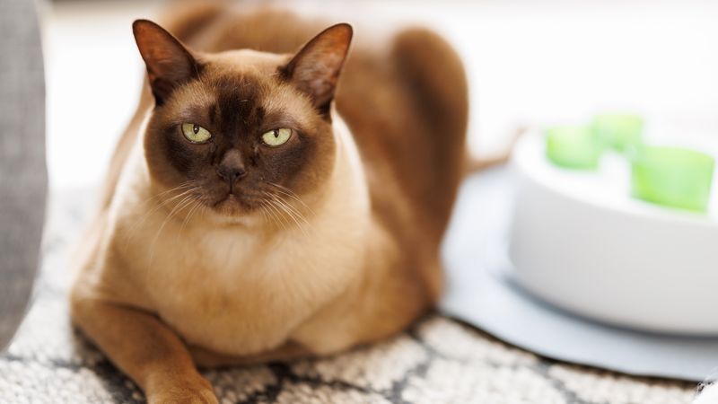 Burmese