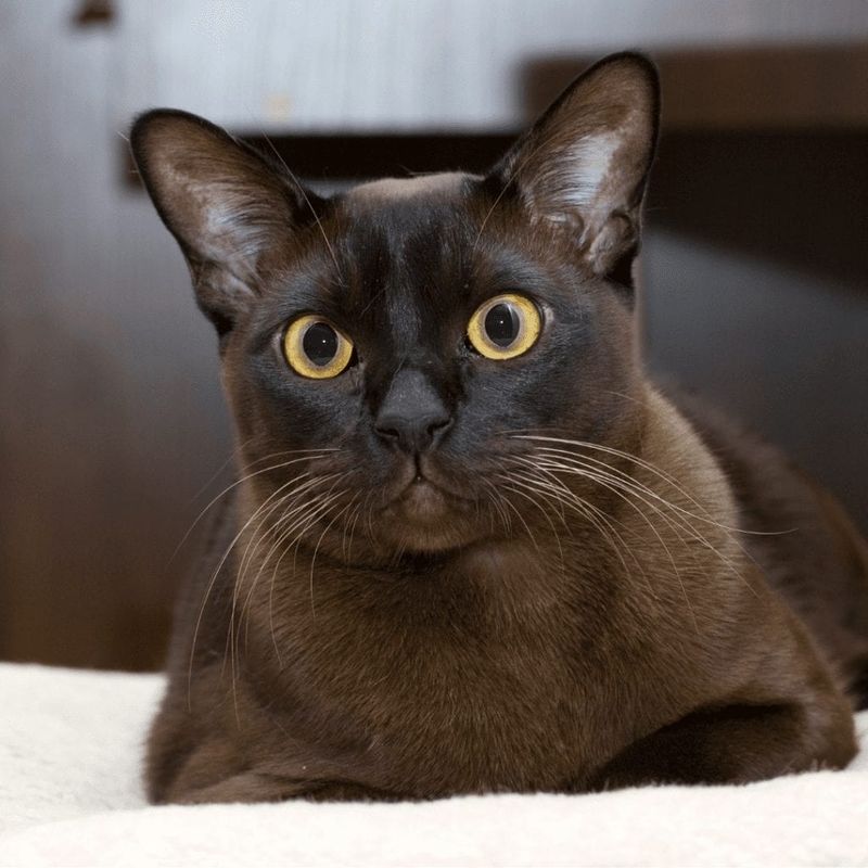Burmese