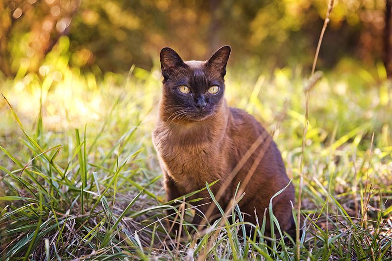 Burmese