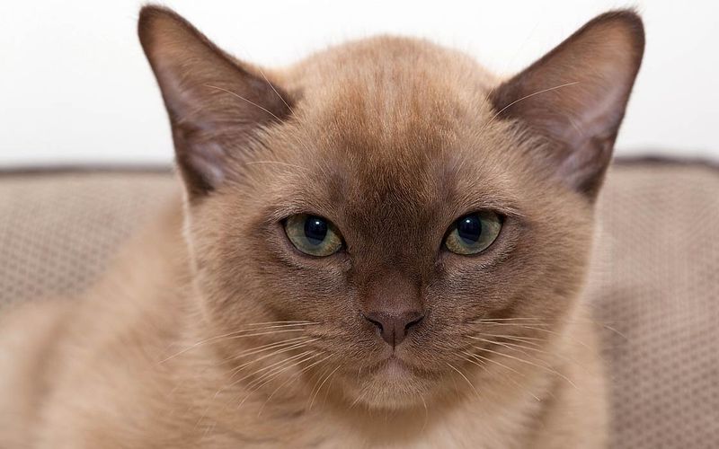 Burmese