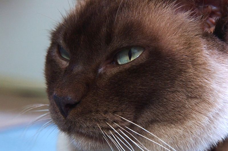 Burmese